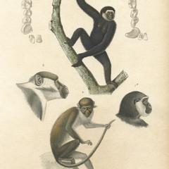 Gibbon, Red-Tailed Monkey and Mangabey Print