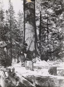White pine felling operation