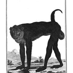 Le Babouin a longues jambes (Baboon with long legs)