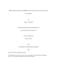 Spatio-temporal patterns of dCREB2 activity and long-term memory formation in Drosophila