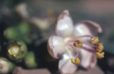 Ceiba pentandra flowers