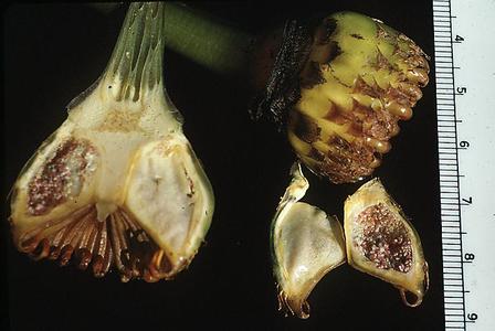 Dissected ovary of Nymphaea
