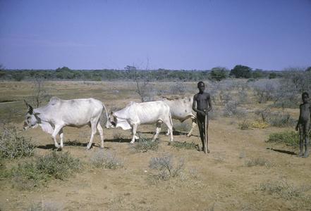 Uganda : cattle herding in Karamoja