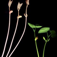 Etiolation - dark grown and light grown plants