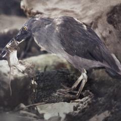 Lava Heron (Ardeola sundevalli) and House Mouse (Mus musculus)