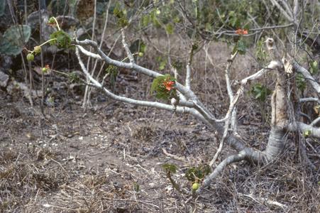 Jatropha with fruits and flowers, north of Santa Elena
