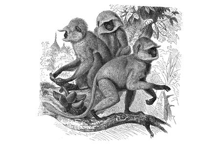 Hanuman Langur Group Print