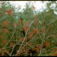 Cornus racemosa with red pedicels