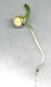 Pea seedling with hooked epicotyl