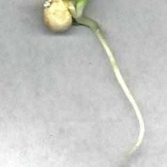 Pea seedling with hooked epicotyl