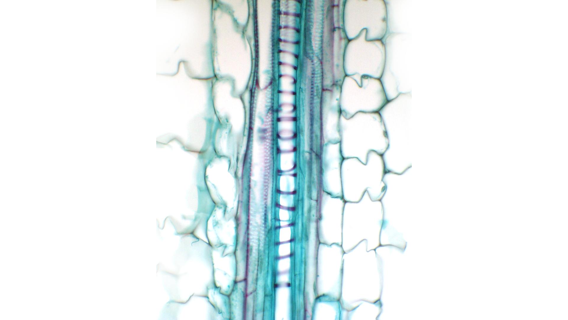 ‎Protoxylem and metaxylem vessels in longitudinal section of Zea stem ...