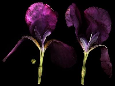 Iris - floral dissection