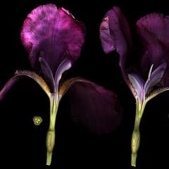 Iris - floral dissection