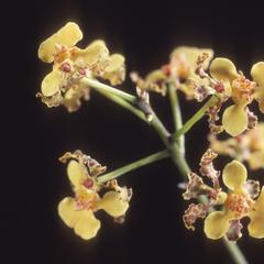 Oncidium cebolleta orchid