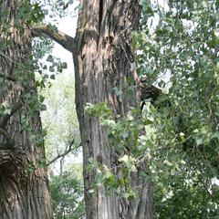 Populus deltoides - trunk with summer foliage