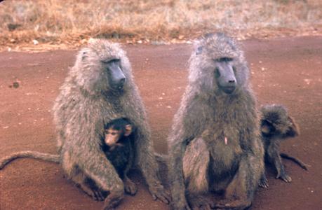 Baboons with Young