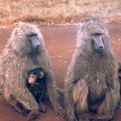 Baboons with Young