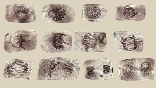 Composite of each stage of mitosis from a Narcissus root squash
