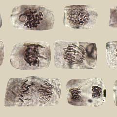 Composite of each stage of mitosis from a Narcissus root squash