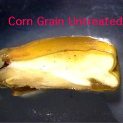Untreated corn grain
