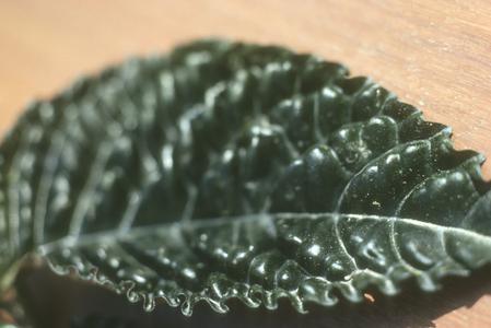 Leaf surface of a Gloxinia species near Patricia Pilar