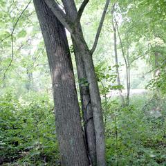 Tilia americana - trunk with large shoots growing from the base