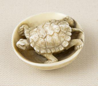 Turtle in Bowl