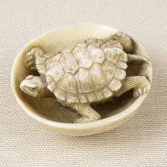 Turtle in Bowl