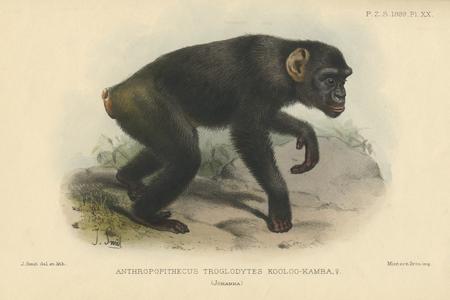 Anthropopithecus Troglodytes Kooloo-Kamba