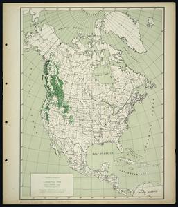 Pinus contorta Loud. - lodgepole pine