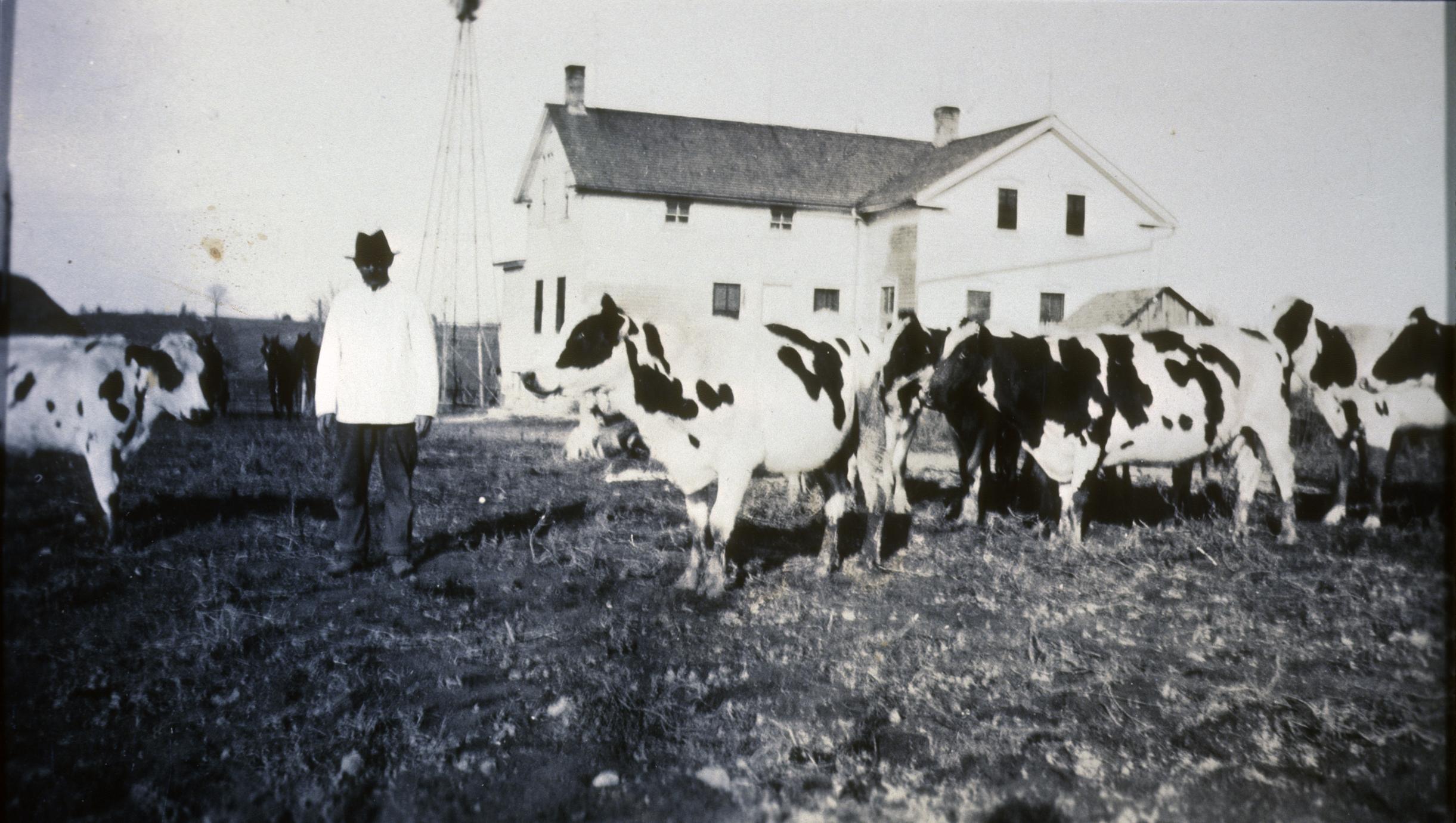 Man with Holstein cattle
