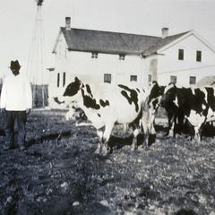 Man with Holstein cattle