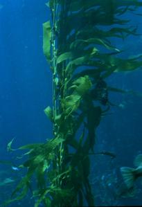 Macrocystis growing at Monterray Aquarium - view 1
