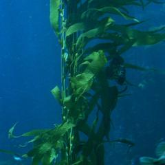 Macrocystis growing at Monterray Aquarium - view 1