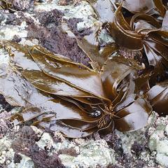 Kelp - Hedophyllum sessile