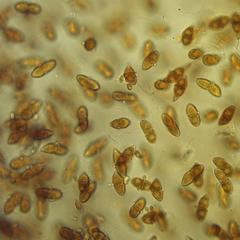 Cedar apple rust - teliospores from infection on cedar