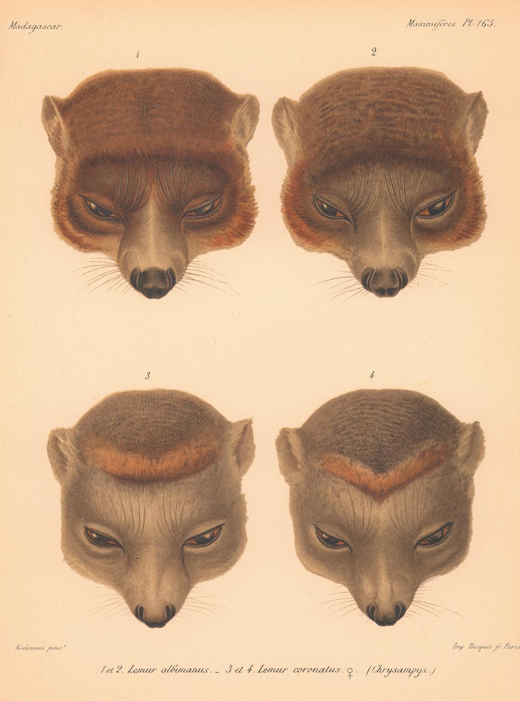 1 et 2--Lemur albimanus. 3 et 4--Lemur coronatus ♀ (Chrysampyx)