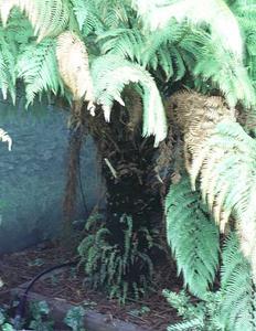 Tmesipteris tannensis plants growing on a tree fern