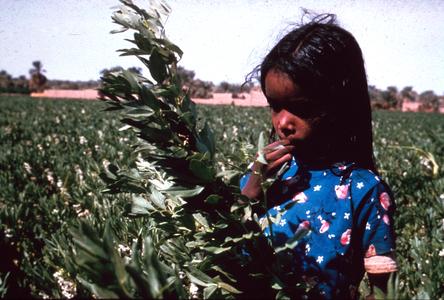 Young Girl in Field of Long Staple Cotton in Blue Nile Province