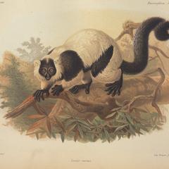 Climbing Black and White Ruffed Lemur Print