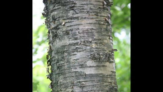 Paper birch - detail of bark