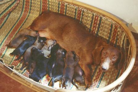 Dachshund tries to nurse 9 puppies
