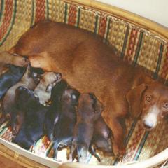 Dachshund tries to nurse 9 puppies