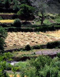 Cut Wheat in the High Atlas