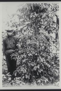 Coffee plant, Bukidnon, 1926-1927