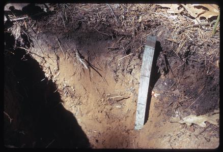 Soil under jack pine
