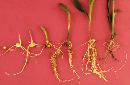 Corn seedlings in various stages of growth
