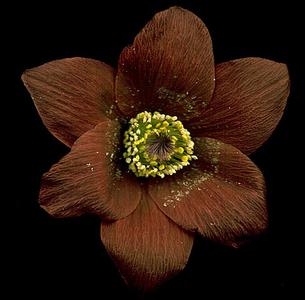 Pulsatilla vulgaris  flower