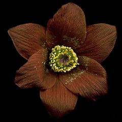 Pulsatilla vulgaris  flower