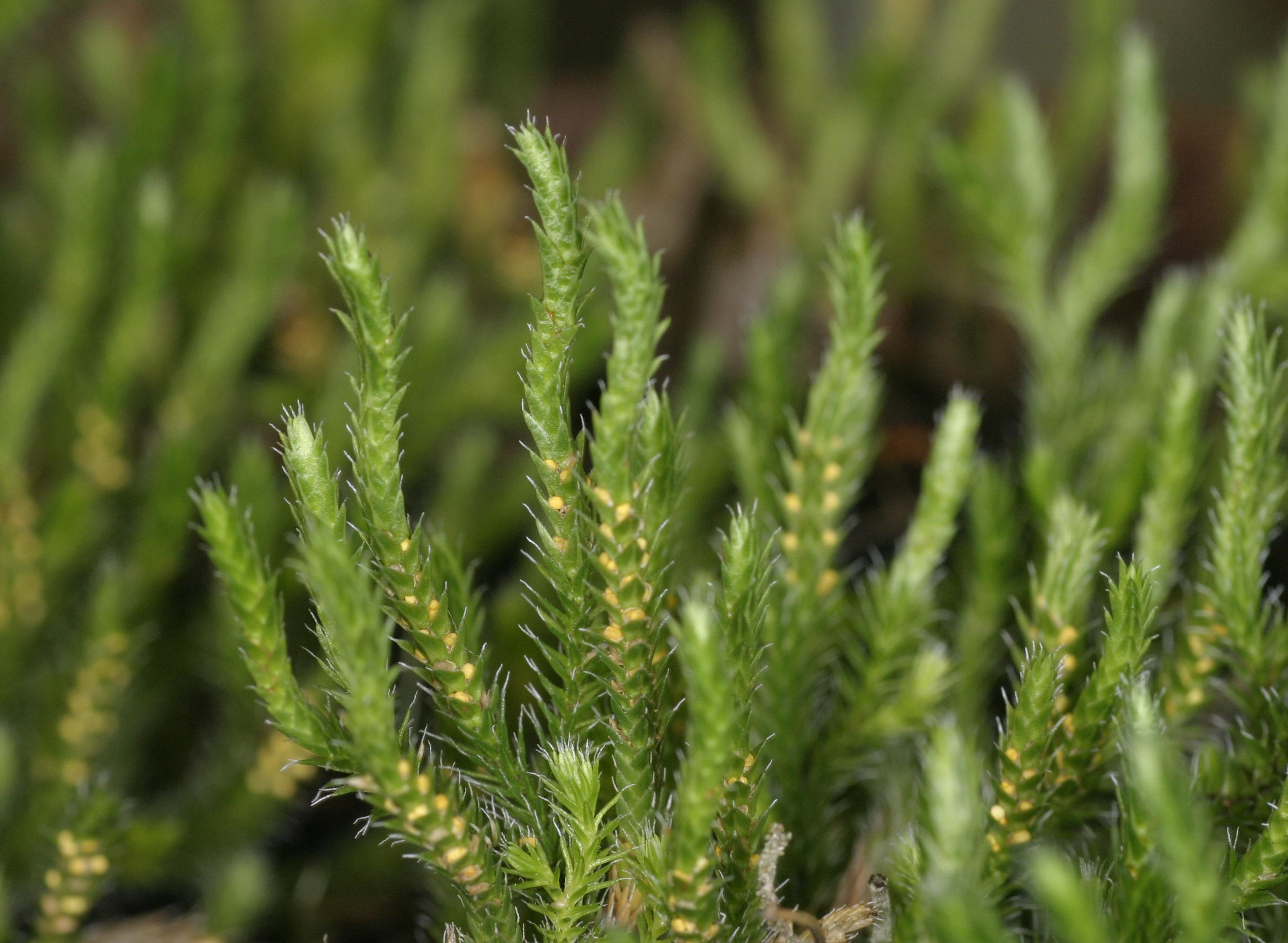 Three Types of Trichomes - UWDC - UW-Madison Libraries